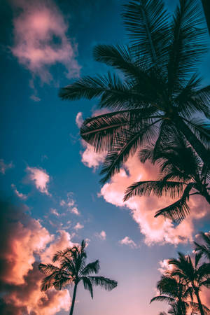 Interesting Palm Trees Iphone Wallpaper