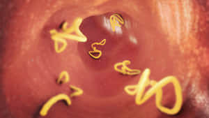 Intestinal_ Tapeworms_ Closeup.jpg Wallpaper