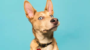 Intimidating Dog Wallpaper