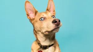 Intimidating Dog Wallpaper