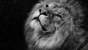 Intimidating Yet Graceful Black & White Lion King Wallpaper