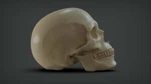 Intricate 3d Skull Rendering In High Definition Wallpaper