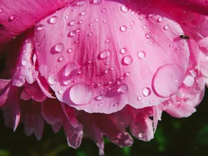 Intricate Beauty In Macro Photography Wallpaper
