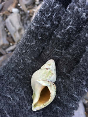 Intricate Beauty Of A Whelk Shell Wallpaper