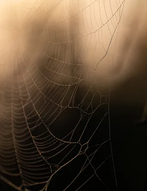 Intricate Blurred Web [wallpaper] Wallpaper