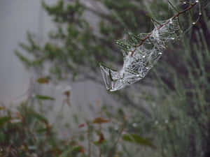 Intricate Cobwebs Close-up Wallpaper