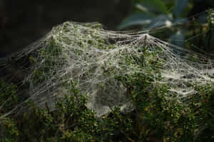 Intricate Cobwebs Glistening With Dew Wallpaper