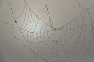 Intricate Cobwebs Glistening With Morning Dew In A Serene, Natural Setting. Wallpaper