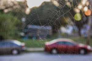 Intricate Cobwebs In Nature Wallpaper