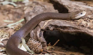 Intricate Detail Of A Brown Snake In Its Natural Habitat Wallpaper