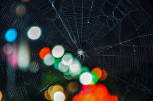 Intricate Nature's Artwork - Cobwebs Wallpaper