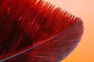 Intricate Red Feather [wallpaper] Wallpaper