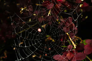 Intricate Spider Web [wallpaper] Wallpaper