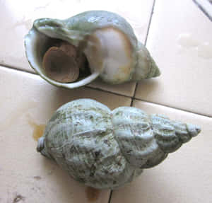 Intricate Whelk Shell On A Sandy Beach Wallpaper