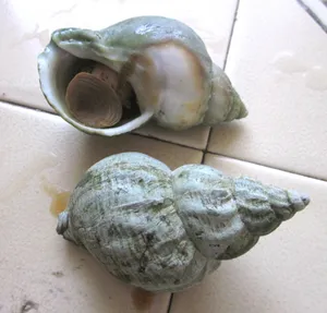 Intricate Whelk Shell On A Sandy Beach Wallpaper