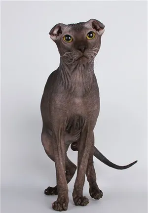 Intrigued Ukrainian Levkoy Cat Sitting Elegantly On A Soft Surface Wallpaper
