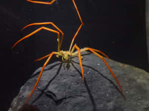 Intriguing Close-up Of A Sea Spider In Its Natural Habitat Wallpaper