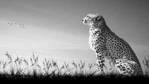 Intriguing Close-up Of Black And White Animal Wallpaper