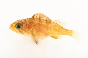 Intriguing Quillback Rockfish In A Natural Habitat Wallpaper
