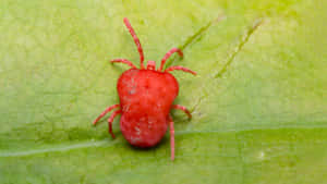 Intriguing Red Spider On Web Wallpaper