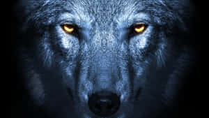 [intriguing Wolf Eyes Staring Intensely] Wallpaper