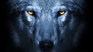 [intriguing Wolf Eyes Staring Intensely] Wallpaper