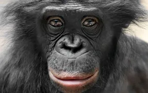 Introspective Bonobo Portrait Wallpaper