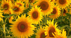 Invigorating Yellow Aesthetic Desktop Wallpaper Wallpaper