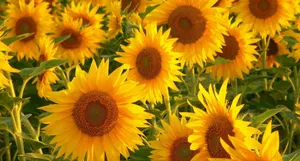 Invigorating Yellow Aesthetic Desktop Wallpaper Wallpaper