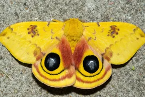 Io Moth Displaying Eye Spots Wallpaper