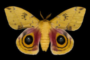 Io Moth Displaying Eye Spots Wallpaper