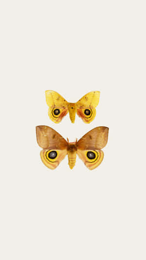 Io Moth Displaying Eye Spots Wallpaper