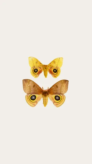 Io Moth Displaying Eye Spots Wallpaper