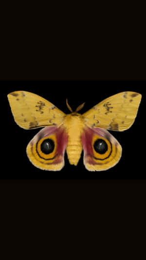 Io Moth Displaying Eyespots Wallpaper