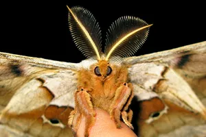 Io Moth Perchedon Human Finger Wallpaper