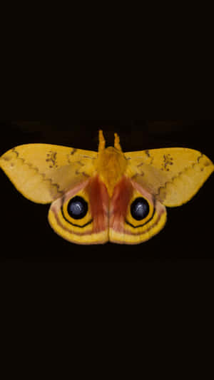 Io Moth Spread Wings Wallpaper