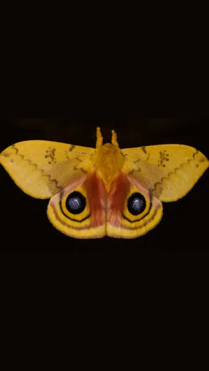 Io Moth Spread Wings Wallpaper