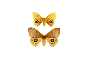 Io Moth Symmetry Wallpaper