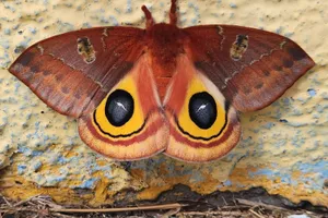 Io Mothon Yellow Background Wallpaper