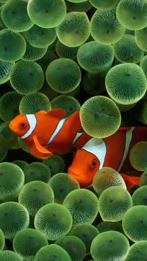 Ios 1 Two Clown Fishes In Algae Wallpaper