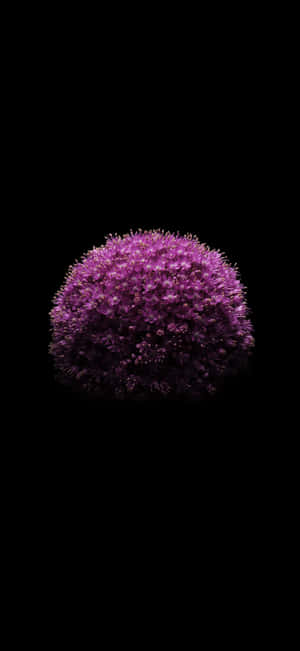 Ios 18 Purple Flower Wallpaper Wallpaper