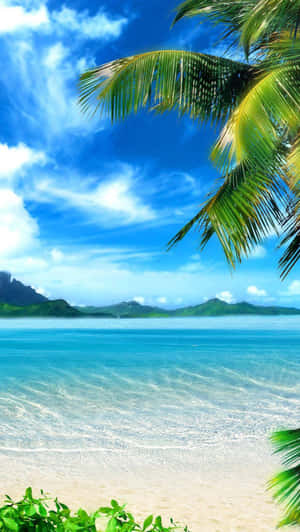 Ios Beach Coconut Tree Wallpaper