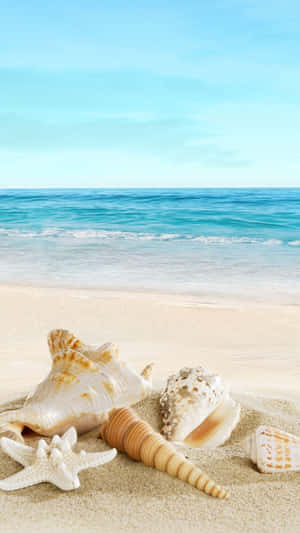 Ios Beach Sea Shells Wallpaper