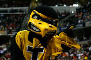 Iowa Hawkeyes Mascot In Action Wallpaper