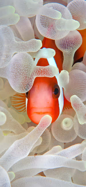 Iphone 16 Plus Underwater Photography Wallpaper