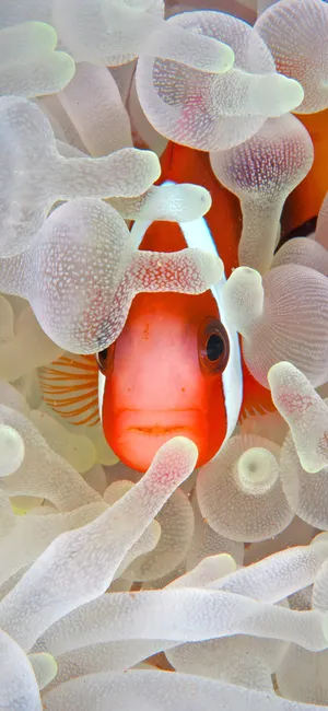 Iphone 16 Plus Underwater Photography Wallpaper