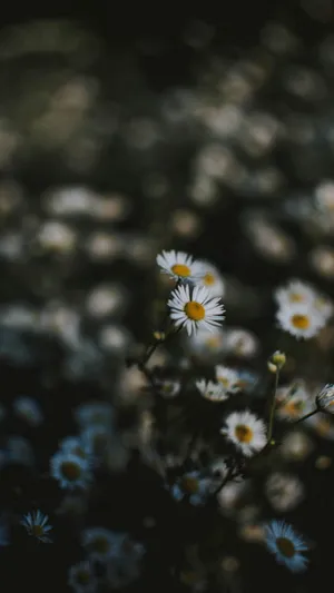 Iphone 16 Pro Max Macro Photography Wallpaper