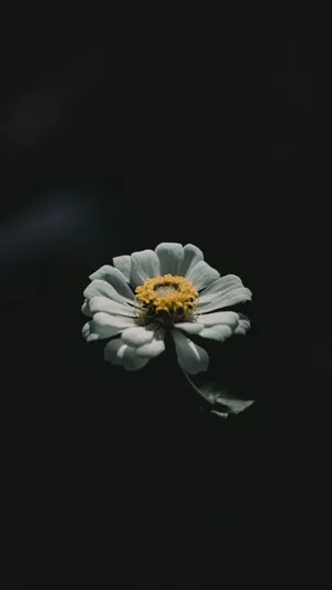 Iphone 16 Pro Max Macro Photography Wallpaper