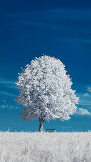 Iphone 16 Pro Stunning Nature Capture Wallpaper