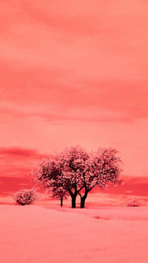 Iphone 16 Pro Vibrant Display Wallpaper